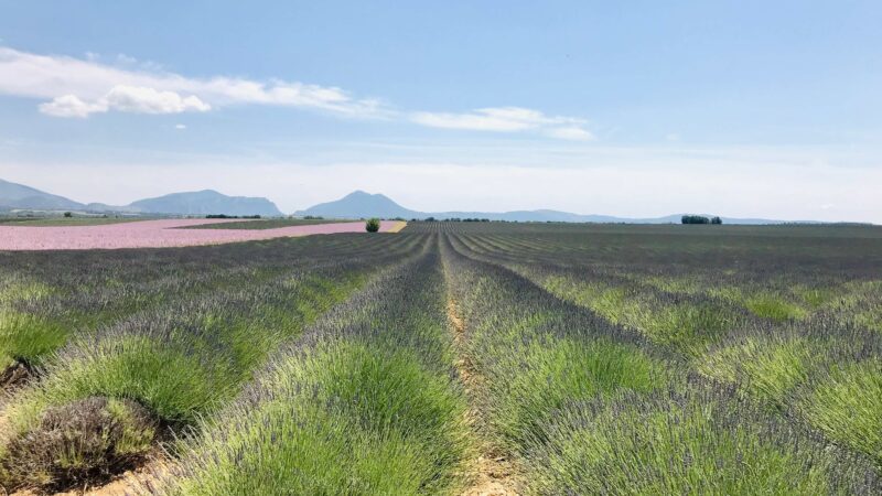 Provence Lavendelfeld Südfrankreich, Lavendel